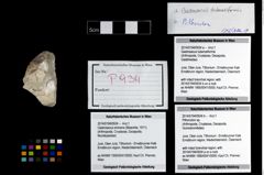 Foto (Objekt + Etikett) von Pithonoton sp.  (NHMW-GEO-2014-0194-0934b)